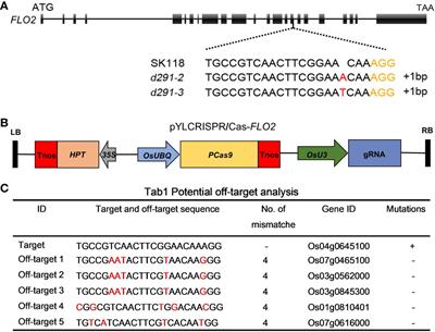 Generation of new rice germplasms with low amylose content by CRISPR/CAS9-targeted mutagenesis of the FLOURY ENDOSPERM 2 gene